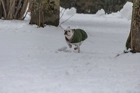 Hundewiese Eickhorst