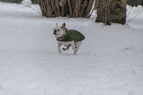 Hundewiese Eickhorst