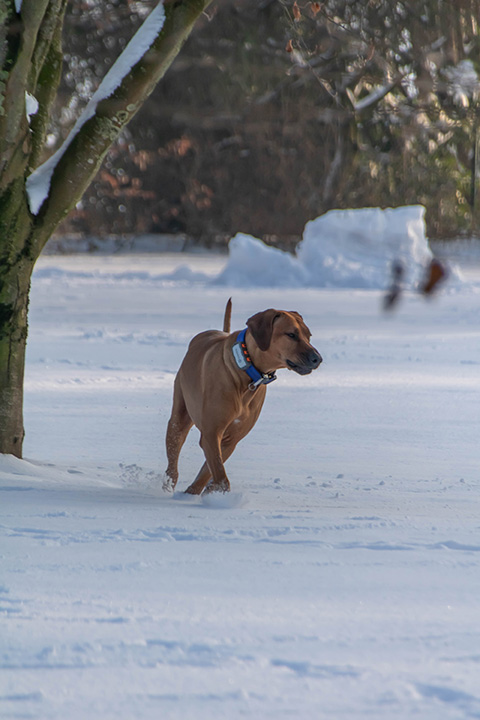 Hundewiese Eickhorst