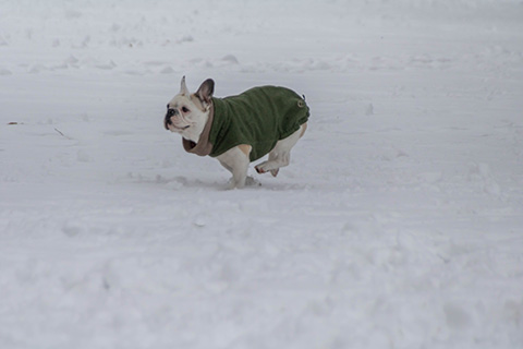 Hundewiese Eickhorst