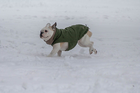 Hundewiese Eickhorst