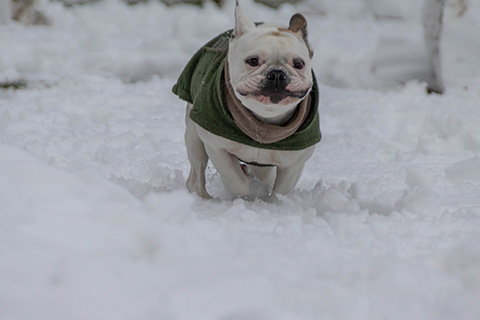 Hundewiese Eickhorst