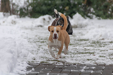 Hundewiese Eickhorst