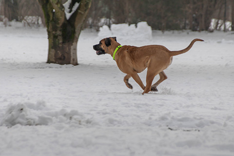 Hundewiese Eickhorst
