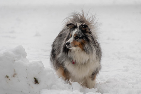 Hundewiese Eickhorst