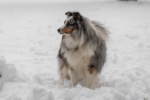 Hundewiese Eickhorst