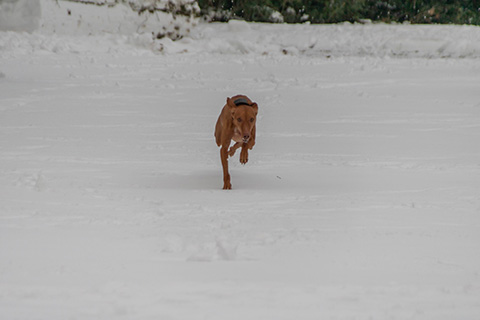 Hundewiese Eickhorst