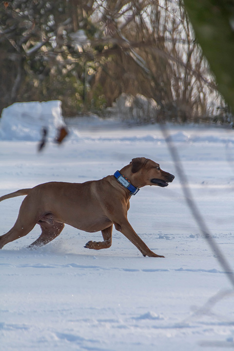 Hundewiese Eickhorst