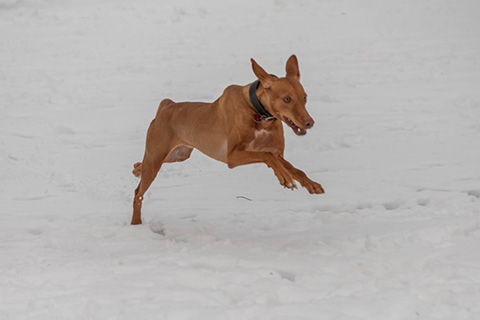 Hundewiese Eickhorst
