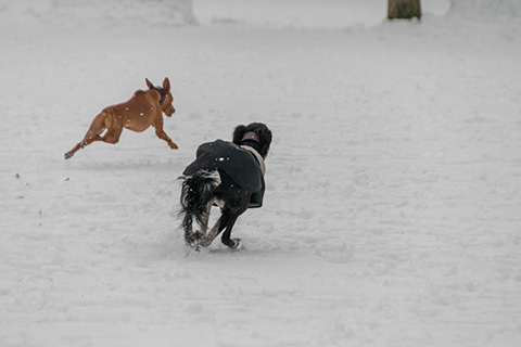 Hundewiese Eickhorst