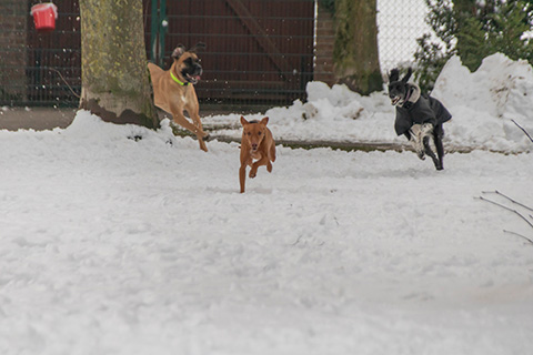 Hundewiese Eickhorst