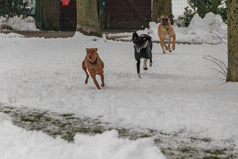 Hundewiese Eickhorst