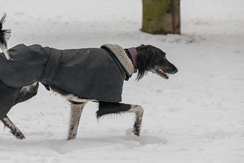 Hundewiese Eickhorst