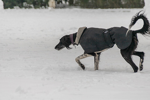 Hundewiese Eickhorst