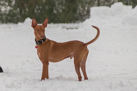 Hundewiese Eickhorst