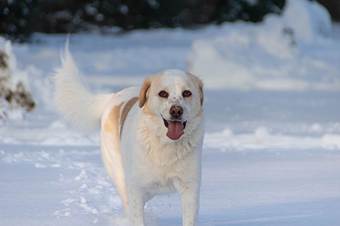 Hundewiese Eickhorst