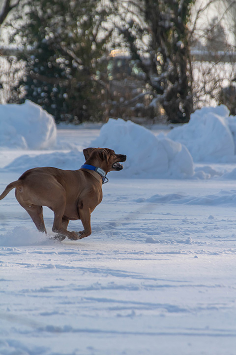 Hundewiese Eickhorst