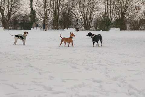Hundewiese Eickhorst
