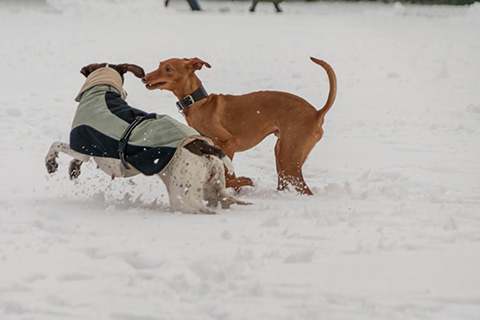 Hundewiese Eickhorst