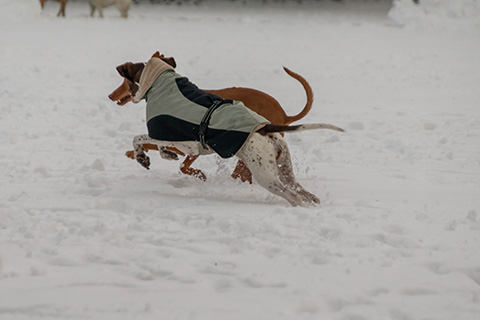 Hundewiese Eickhorst