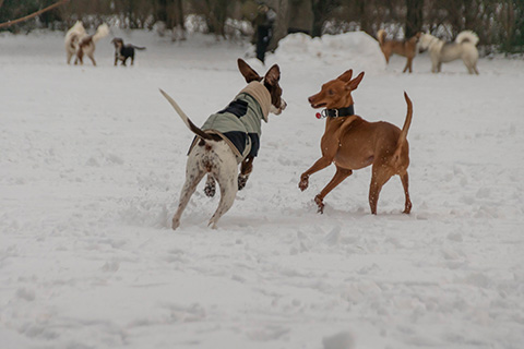 Hundewiese Eickhorst