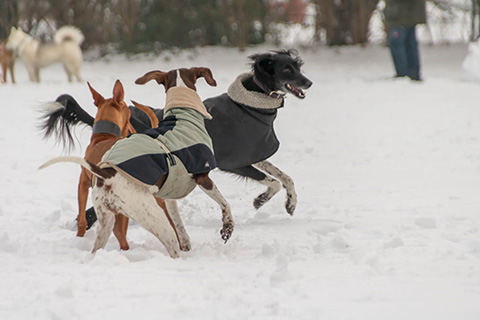 Hundewiese Eickhorst