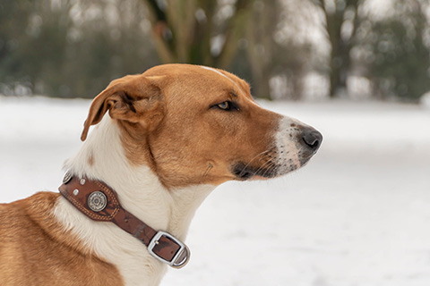 Hundewiese Eickhorst