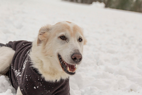 Hundewiese Eickhorst