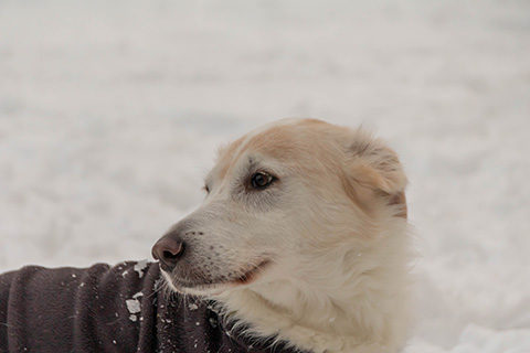 Hundewiese Eickhorst