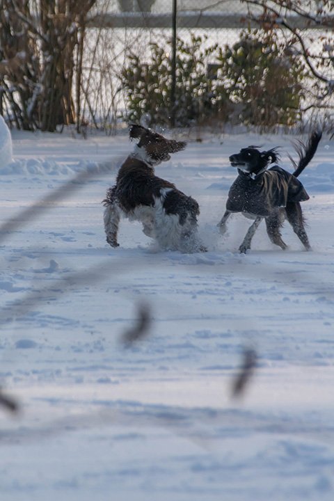 Hundewiese Eickhorst