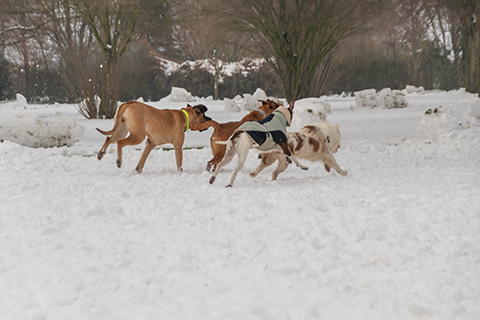 Hundewiese Eickhorst