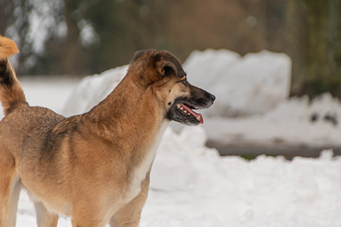 Hundewiese Eickhorst