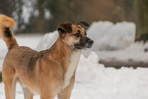 Hundewiese Eickhorst