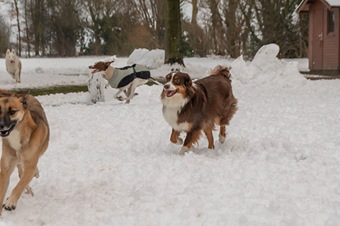 Hundewiese Eickhorst