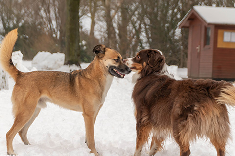 Hundewiese Eickhorst