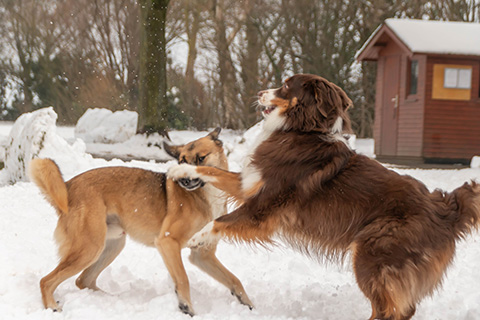 Hundewiese Eickhorst