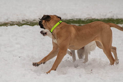 Hundewiese Eickhorst