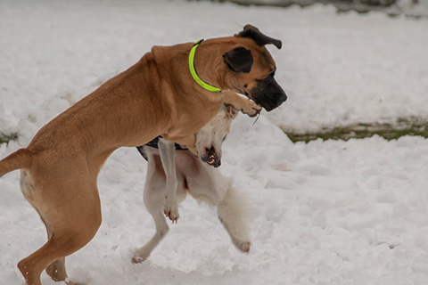 Hundewiese Eickhorst