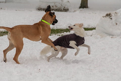 Hundewiese Eickhorst