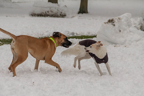 Hundewiese Eickhorst