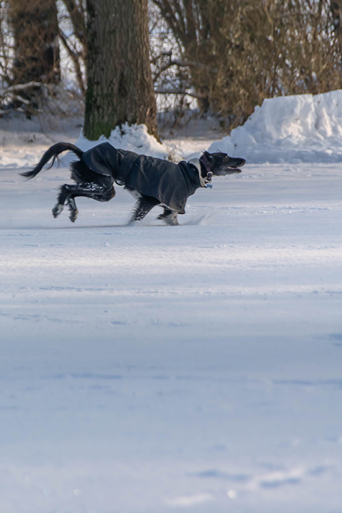Hundewiese Eickhorst