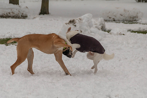 Hundewiese Eickhorst