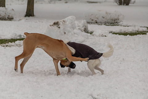 Hundewiese Eickhorst
