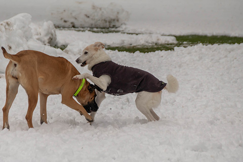 Hundewiese Eickhorst