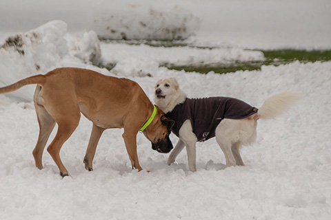 Hundewiese Eickhorst