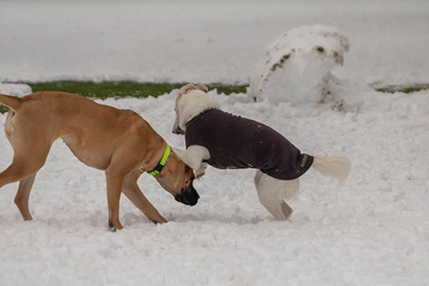 Hundewiese Eickhorst