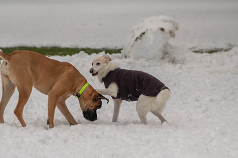 Hundewiese Eickhorst