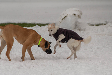 Hundewiese Eickhorst