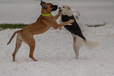 Hundewiese Eickhorst