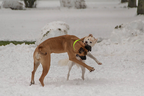 Hundewiese Eickhorst